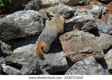 Yellow-bellied marmot scurrying and playing in a rock pile in Lakeside, Montana, near Angel Point on Flathead Lake. Royalty-Free Stock Photo #2420714263