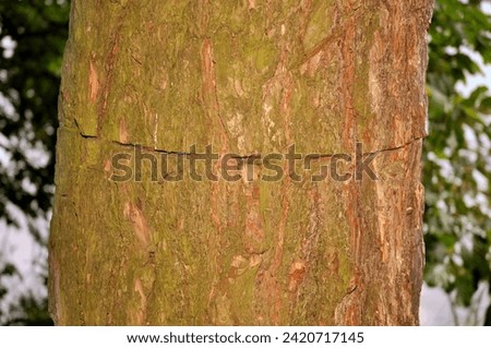 A superficially trimmed trunk of a coniferous tree Royalty-Free Stock Photo #2420717145
