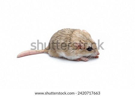 fat-tailed gerbil isolated on white seen from side