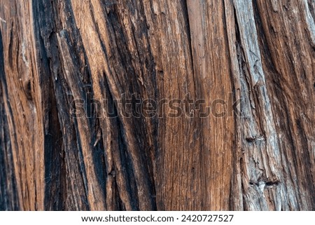Bark on large cedar tree in Sierra Nevada forest  with some burn marks from old fires.   Royalty-Free Stock Photo #2420727527