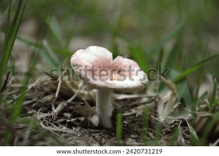 A Macro or closeup photo of a wild mushroom growing in my Kissimmee, Florida yard. 