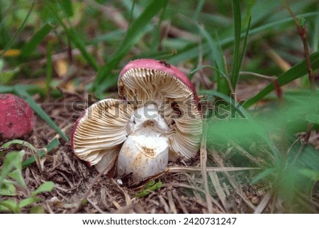 A Macro or closeup photo of a wild mushroom growing in my Kissimmee, Florida yard. 