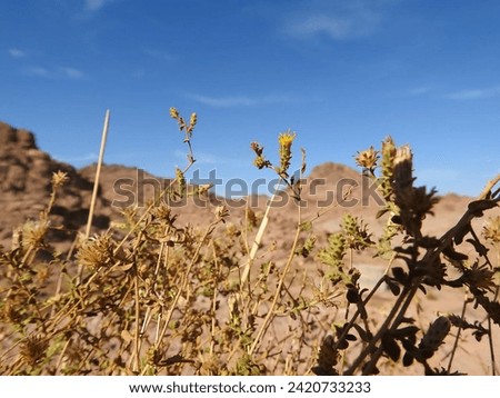 Flowers of the Arabian desert in the stone mountains of the city of Tabuk, Saudi Arabia.