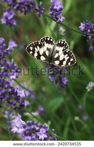 Close-up of white black butterfly Melanargia galathea on lavender flower on blurred green purple background, interaction between insect and plant. Butterfly Conservation. Natural Habitat Ecosystems.