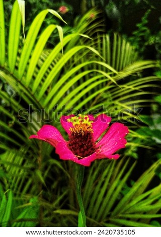 A pink flower with a dark center and yellow stamens contrasts with green palm leaves. The petals are wide open, showing the flower’s interior. The leaves have linear patterns and radiate outward.
