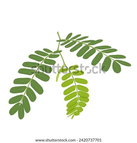 Vector illustration, tamarind leaves, scientific name Tamarindus indica, isolated on white background. Royalty-Free Stock Photo #2420737701