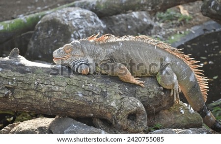 A closeup picture of a colourful Iguana laying on wooden bark.