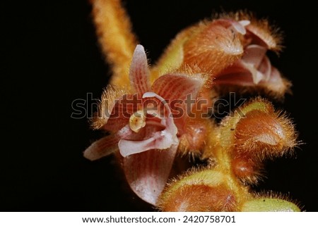 Trichotosia, hairy orchids from Indonesian New Guinea