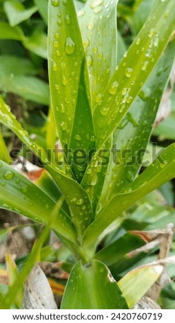This is a picture of suji leaves, leaves which are useful as natural food coloring. This picture was taken just after the rain in the morning