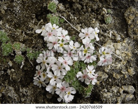 Androsace muscoidea, a fairly common species of Primulaceae family in the alpine zone in Kashmir, makes dense mats of rather hairy rosettes and has umbels of a few pink to mauve to lilac flowers