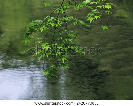 A branch with bright green leaves extending over calm water. Royalty-Free Stock Photo #2420770851