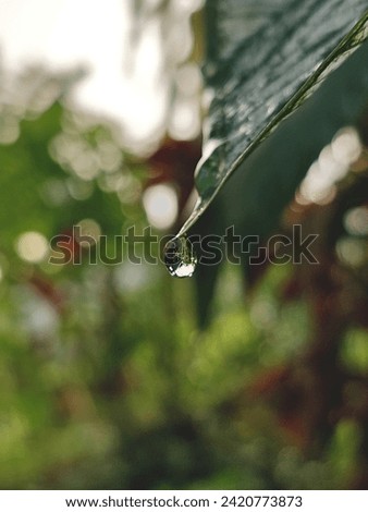 water droplets on the leaves
