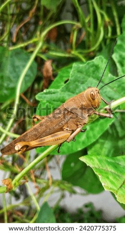 Grasshopper, herbivorous insect, natural beauty