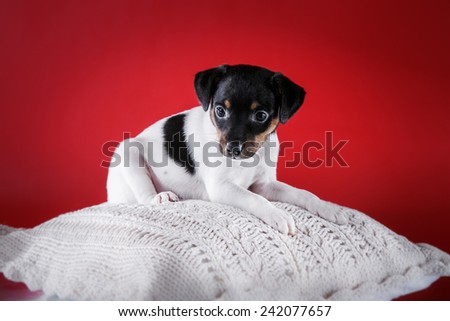 Dog breed Toy fox terrier puppy, Studio portrait puppy  on a red background