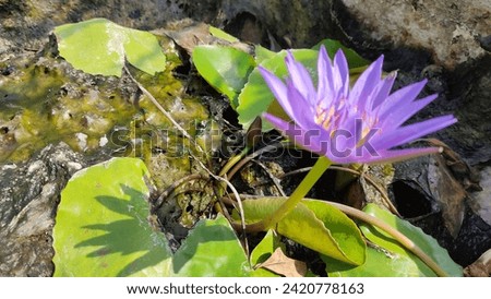 photo the beautiful pluple lotus 