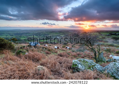 Moorland ponies at sunset on Caradon Hill near the Minions on Bodmin Moor in Cornwall