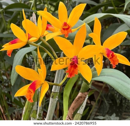 Guarianthe aurantiaca is a species of orchid.It is widespread across much of Mexico,south to Costa Rica.The phananthrenoids orchinol and loroglossol have a phytoalexin effect and reduce the growth