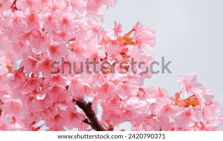 Soft pastel color,Beautiful cherry blossom (Sakura) blooming with fading into pastel pink sakura flower,full bloom a spring season in japan