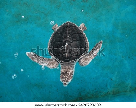 A small brown olive ridley turtle is swimming in a blue treatment pool. Water bubbles appear around it