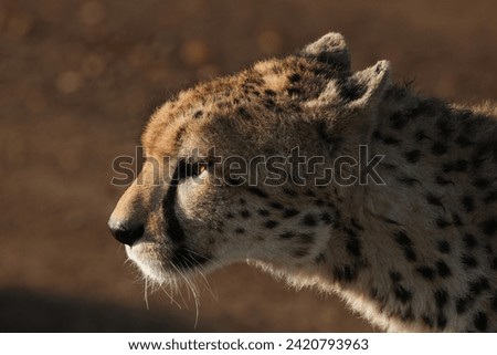 cheetah portrait in Maasai Mara NP