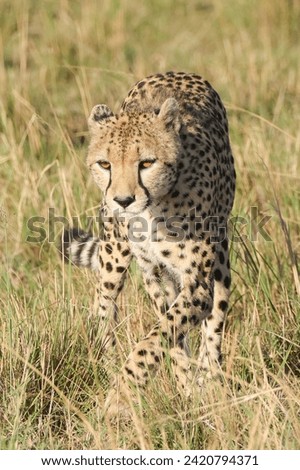 walking cheetah in Maasai Mara NP