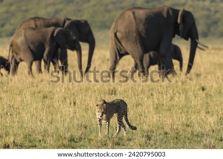 cheetah in Maasai Mara NP with elephants in background