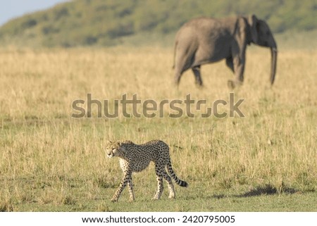 cheetah in Maasai Mara NP with elephants in background