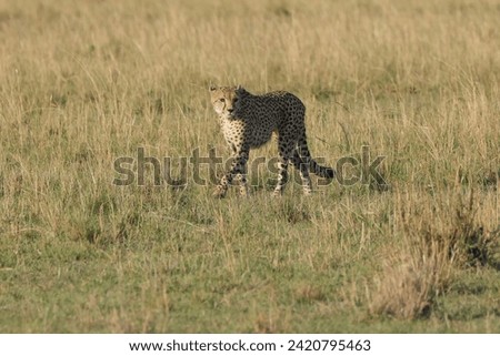 cheetah in the savannah of Maasai Mara NP