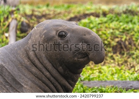 Portrait of a male elephant seal Royalty-Free Stock Photo #2420799237