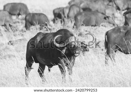 black and white picture of a male african buffalo