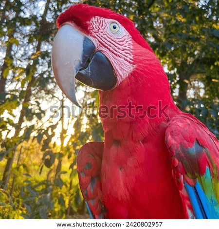 A beautiful red parrot birds in Jungle 