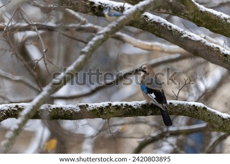 a jay sits on a snow-covered branch. Winter in Germany. birds looking for food in the snow. blue feather of a bird. 