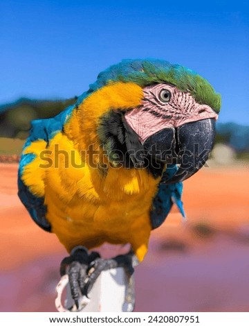 A beautiful parrot birds in beach 
