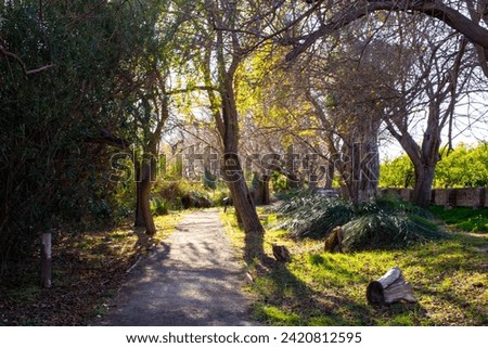Quiet and relaxed way in the woodland between trunks in chiaroscuro Royalty-Free Stock Photo #2420812595