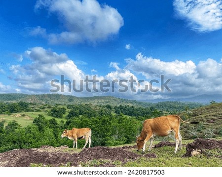 Green hill, grazing cattle, scenic backdrop