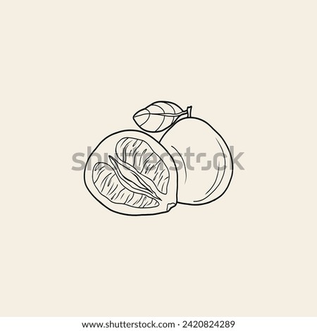 Line art pomelo fruit illustration