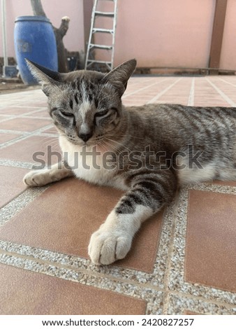 Picture of a cute gray furry cat..lounging on the tiled floor in front of the house.