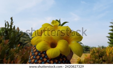 Alamanda flowers, apart from being beautiful, also have the meaning of happiness. so it is hoped that everyone who sees it can feel deep happiness