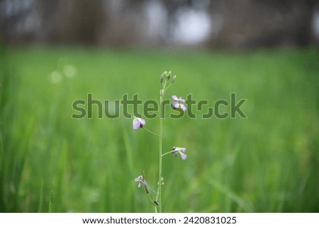 WHITE AND PINK FLOWER IN GARDEN WITH BLUR BACKGROUND