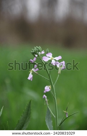 WHITE AND PINK FLOWER IN GARDEN WITH BLUR BACKGROUND
