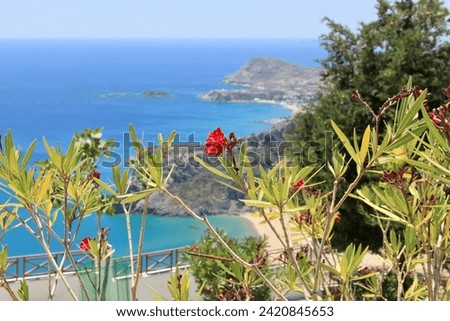 Slender oleanders against the background of the sandy coves of Rhodes Island.