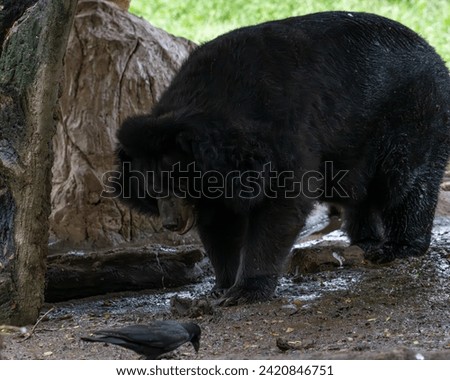 A black bear takes a leisurely stroll through the serene wilderness, embracing the beauty of the great outdoors.