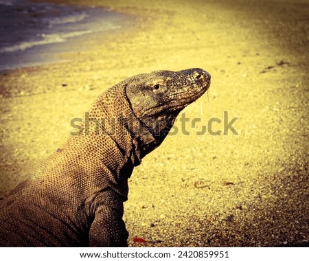 close-up image of the Komodo dragon