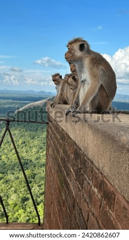 Monkey family on the top of sigiriya