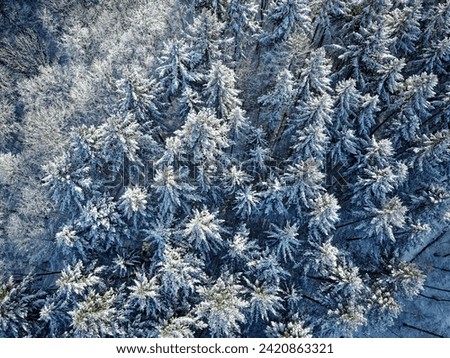 Snow-covered fir trees in Kraichgau, Germany photographed from above with a drone.