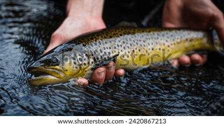 Fisherman holding Brown trout, caught and released Royalty-Free Stock Photo #2420867213