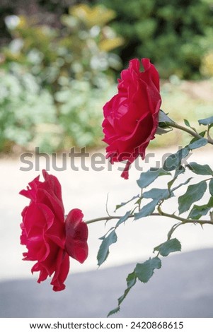 
A bush with fragrant red roses blooms in the garden. Red varietal roses in the summer garden Royalty-Free Stock Photo #2420868615