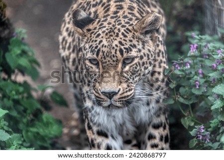 Persian leopard (Panthera pardus saxicolor), known as the Caucasian leopard Royalty-Free Stock Photo #2420868797