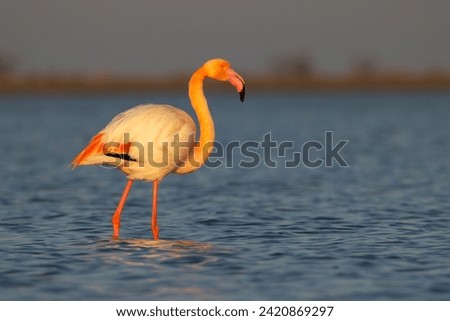 Flamingo in Parc Naturel regional de Camargue, Provence, France Royalty-Free Stock Photo #2420869297