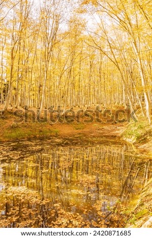 Beautiful autumn beech forest  (Bijin Bayashi)
Natural Landscape of Niigata Prefecture, Japan